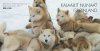 2003 Sled Dogs (Booklet) (image for) 2003 Sled Dogs (Booklet)