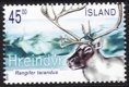 2003 Reindeer (image for) 2003 Reindeer