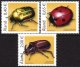 2006 Beetles
