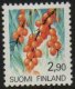 2m 90 Shrub Sea Buckthorn (image for) 2m 90 Shrub Sea Buckthorn