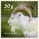 2013 SEPAC - Goat (image for) 2013 SEPAC - Goat