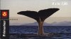 2000 Sperm Whale (Booklet) (image for) 2000 Sperm Whale (Booklet)