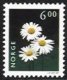 6 Kr Ox-eye Daisy (image for) 6 Kr Ox-eye Daisy