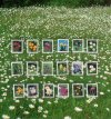 Norway Flowers Folder (image for) Norway Flowers Folder